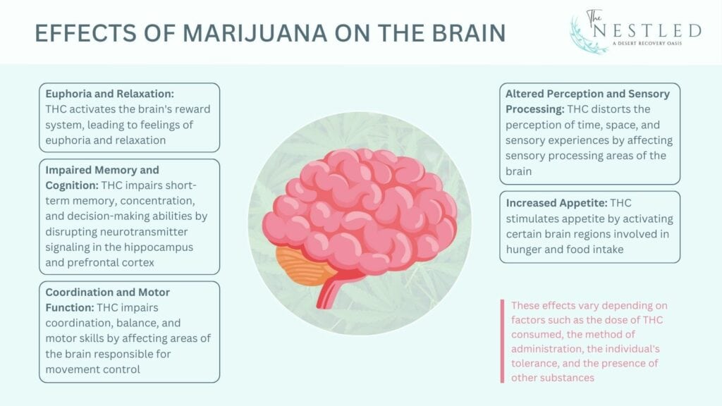 effects of marijuana on the brain